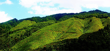 林業(yè)...
